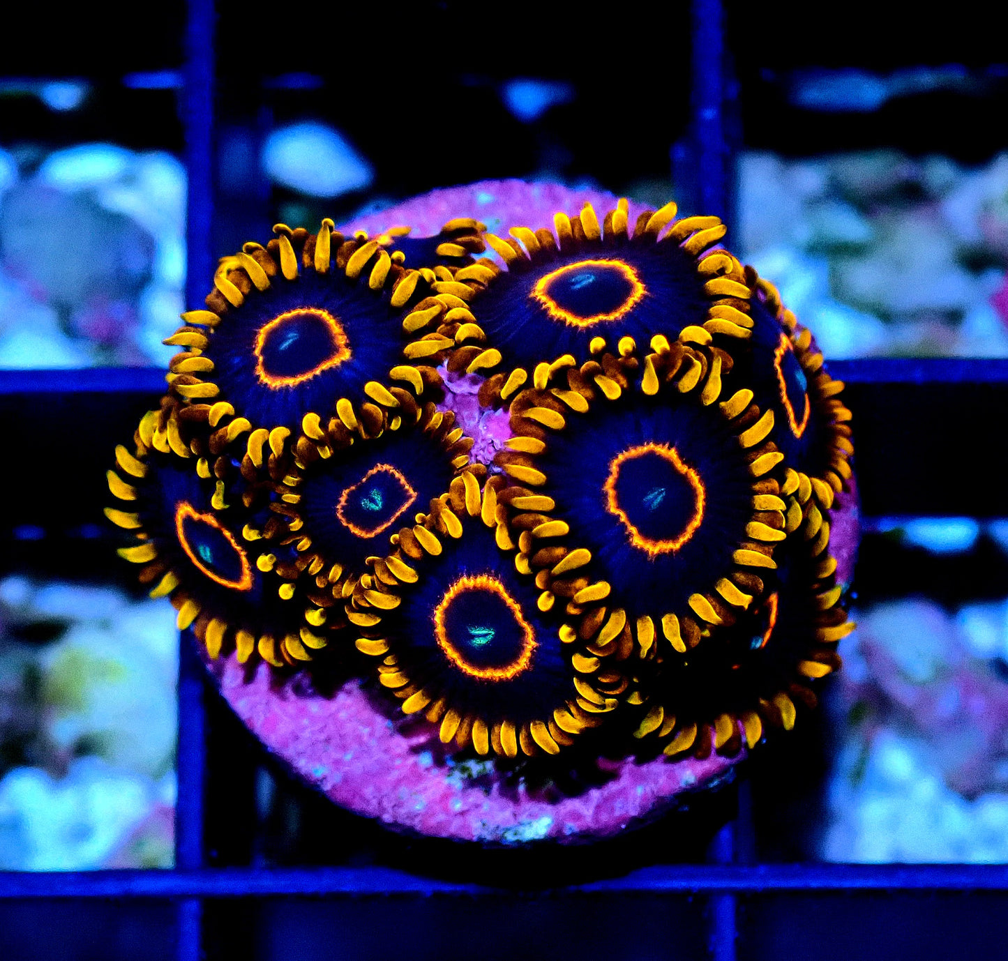 Red Hornet Zoanthid WYSIWYG