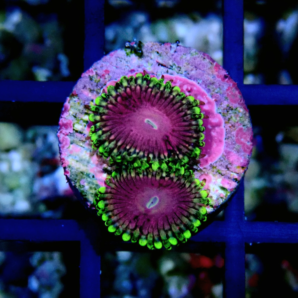 Pink Diamond Zoanthid WYSIWYG