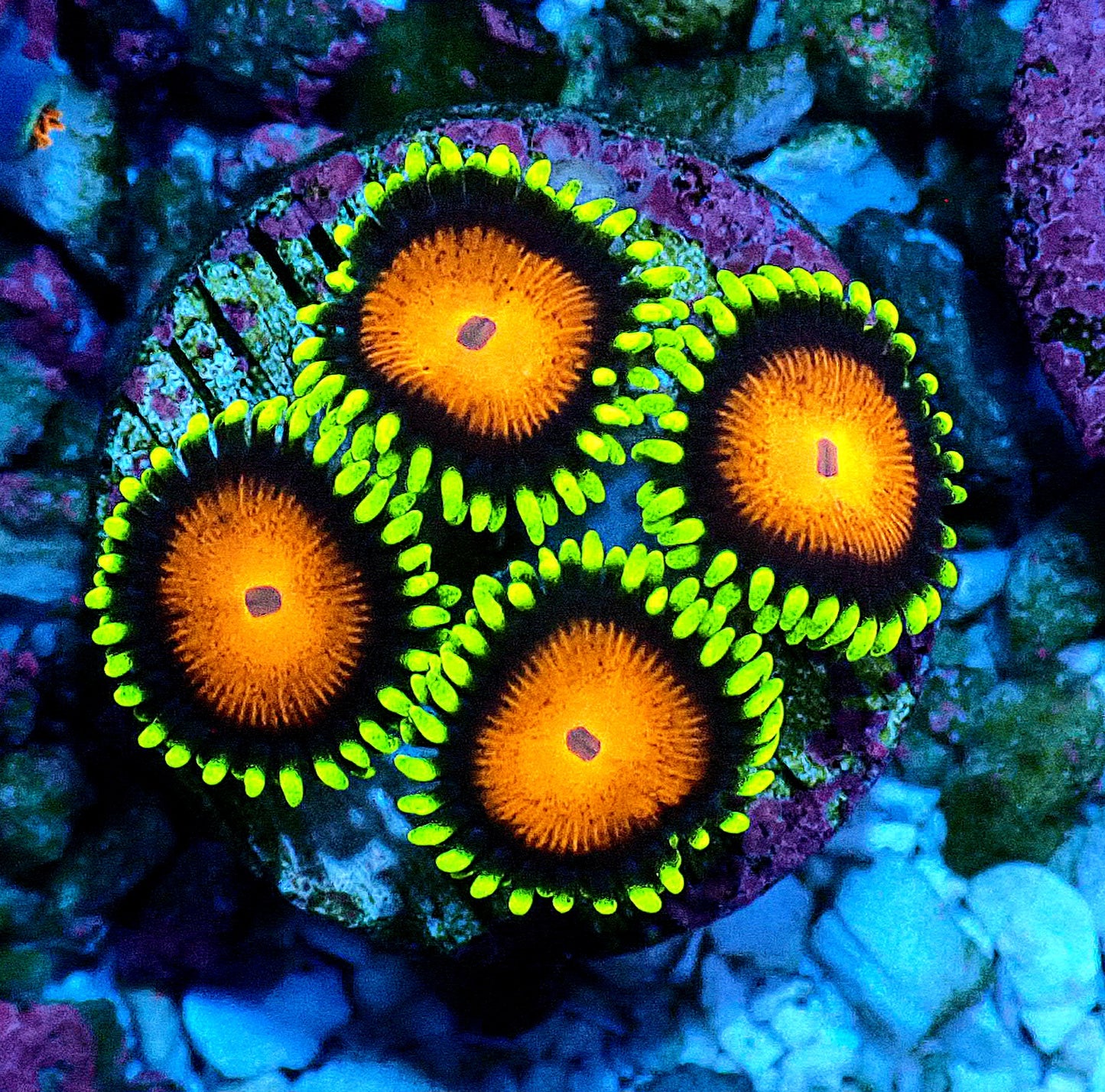 Spongebob Zoanthid WYSIWYG