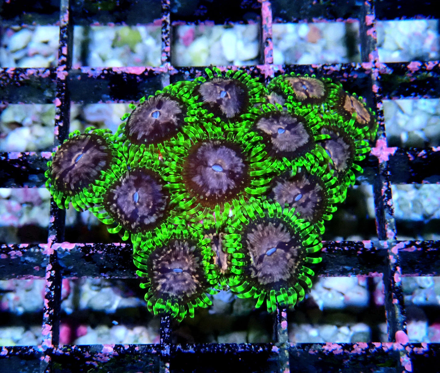 Purple Monster Zoanthid WYSIWYG