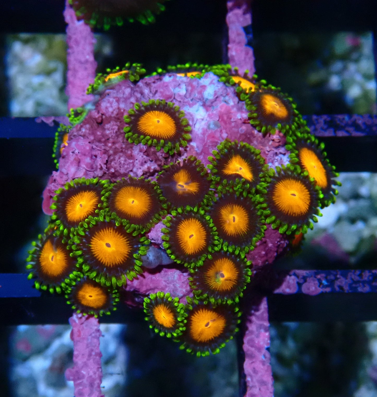 Spongebob Zoanthid WYSIWYG