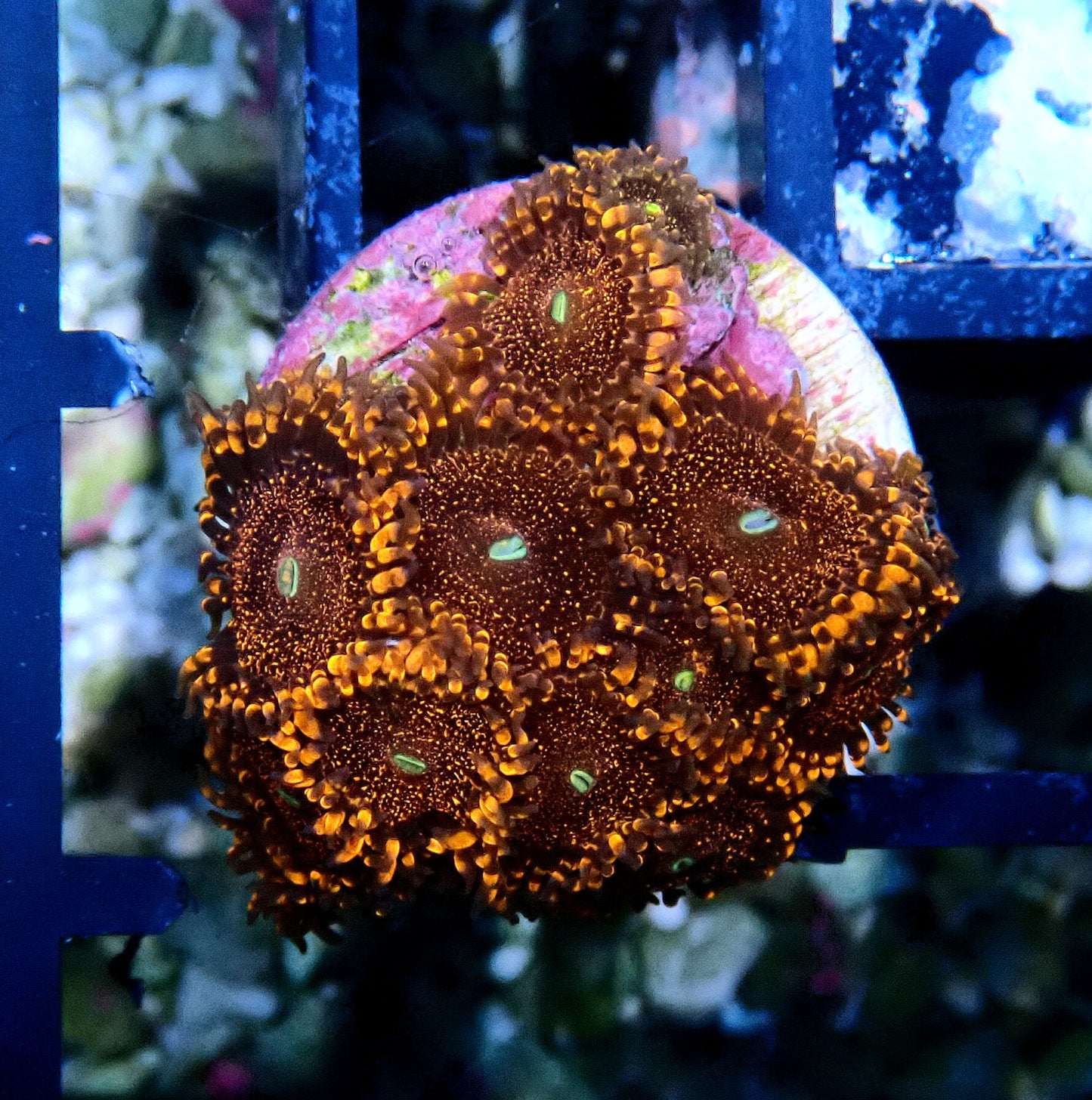 Darth Maul Zoanthid WYSIWYG