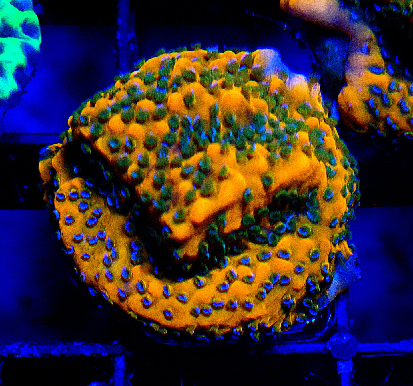 Lava Island Montipora 20mm