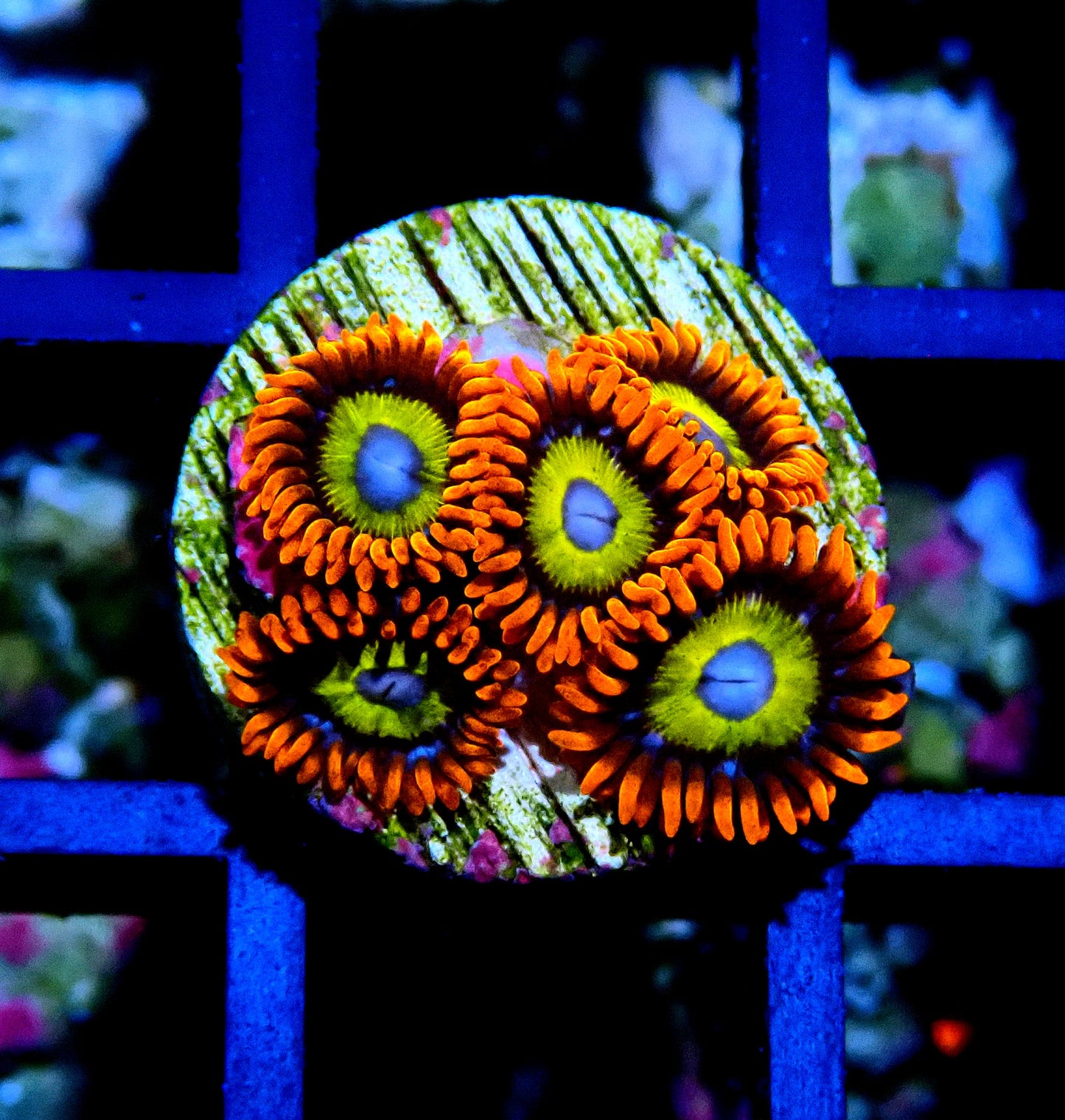 BBEB Zoanthid WYSIWYG