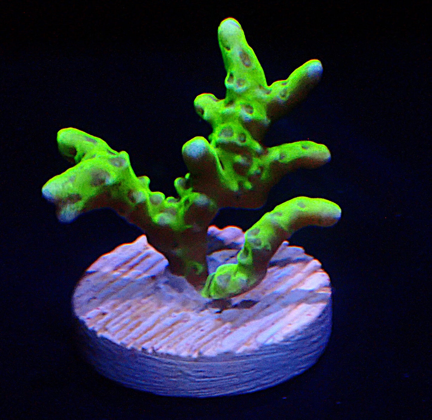 Green Goblin Anacropora Medium