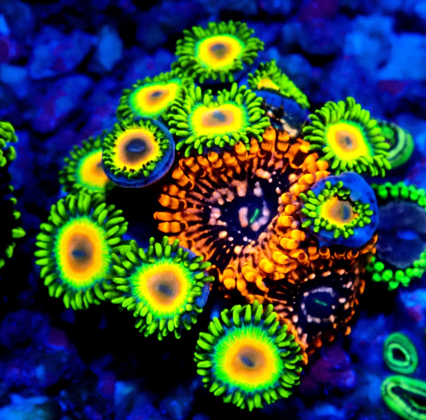 Utter Chaos/Rasta Zoanthid WYSIWYG