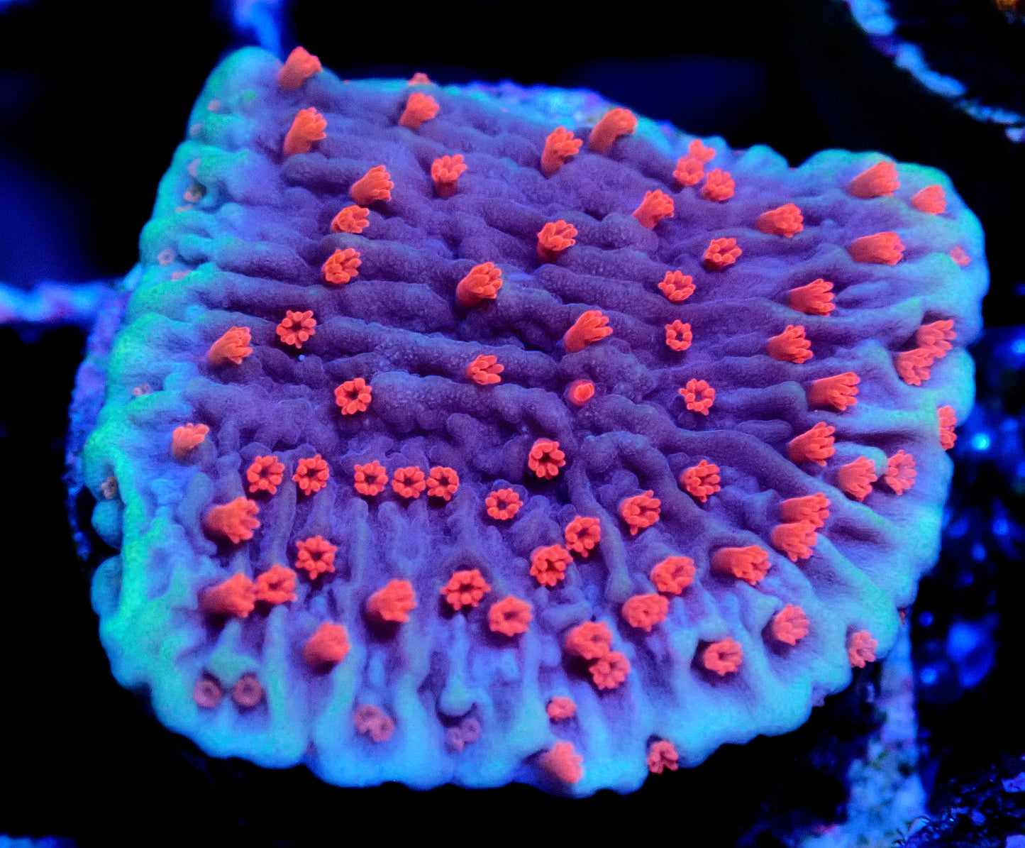 Red Roses Montipora