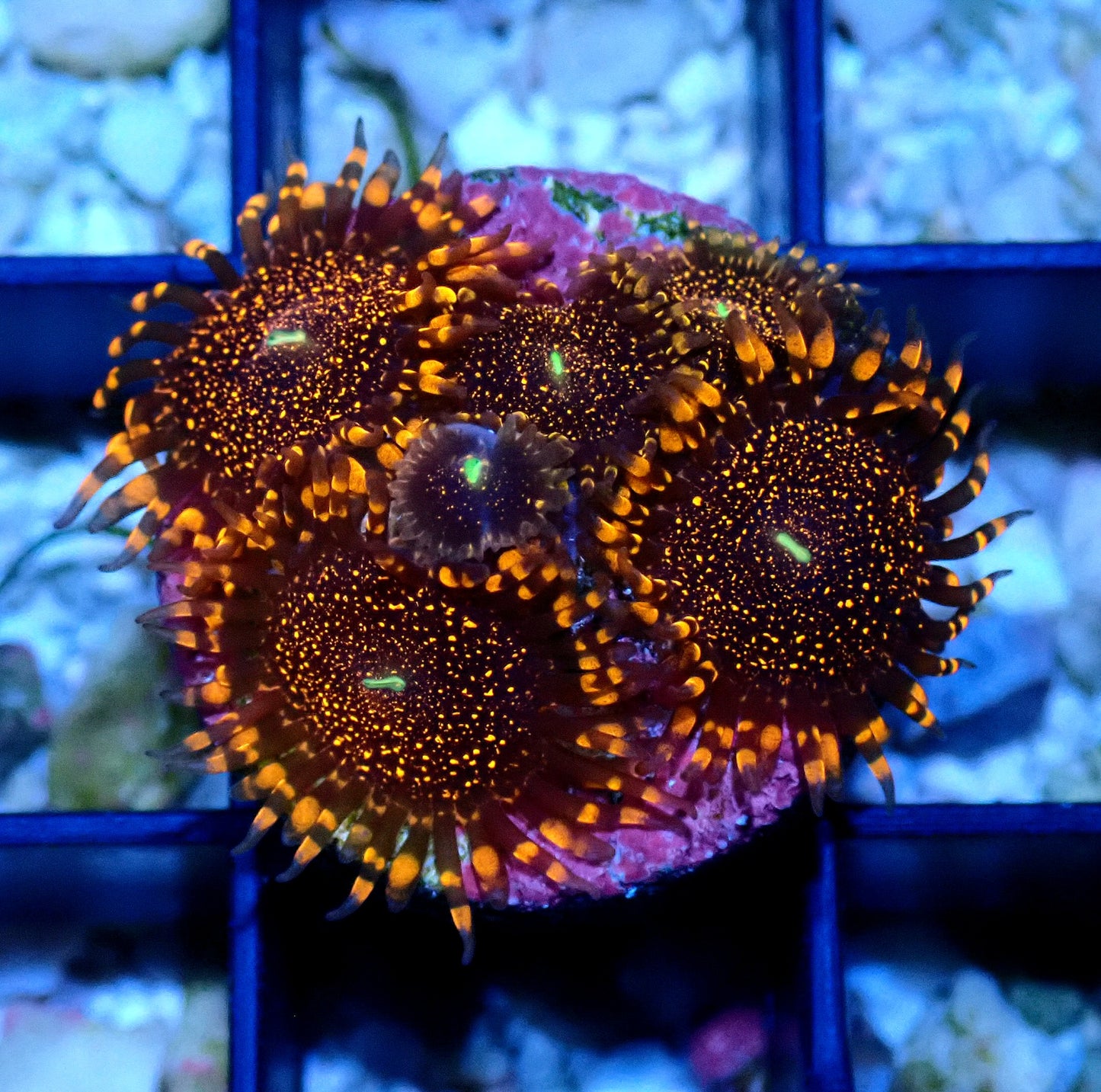 Darth Maul Zoanthid WYSIWYG
