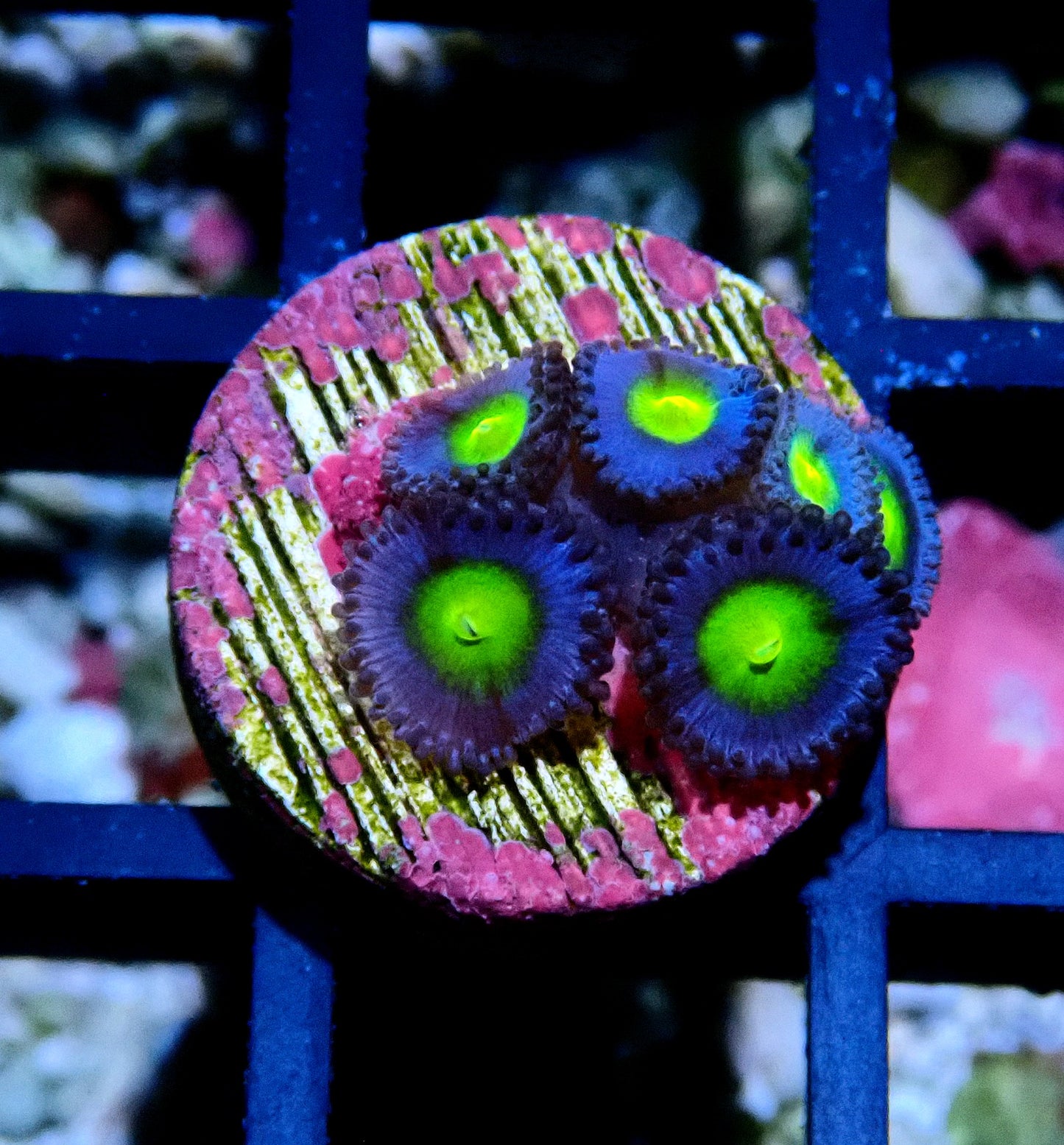 AOI Zoanthid WYSIWYG
