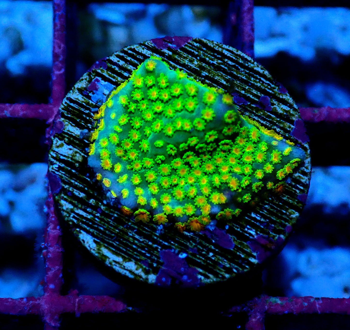 Fruity Pebbles Montipora