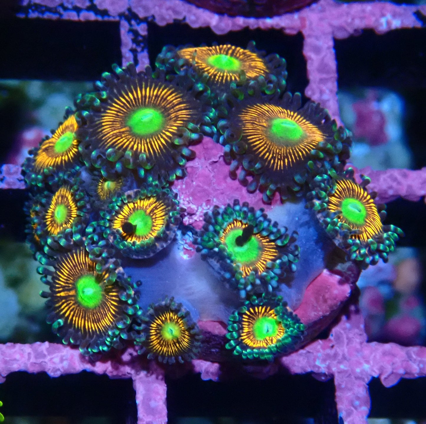 Gobstopper Zoanthid WYSIWYG