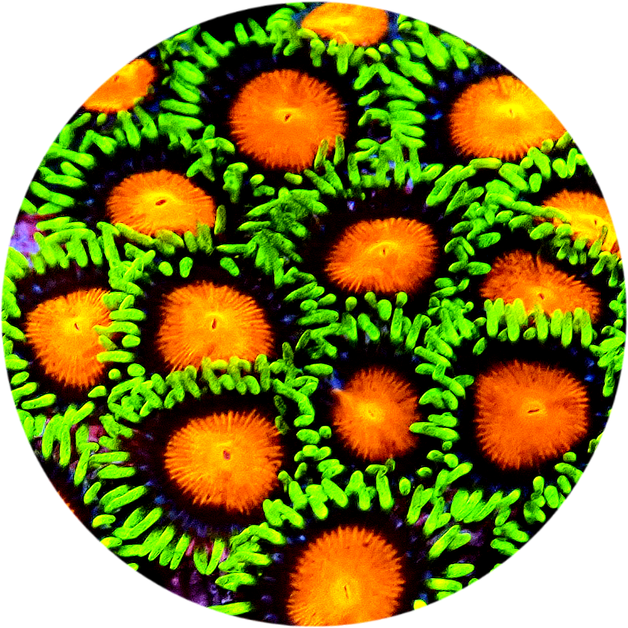 Spongebob Zoanthid - 5 Polyps