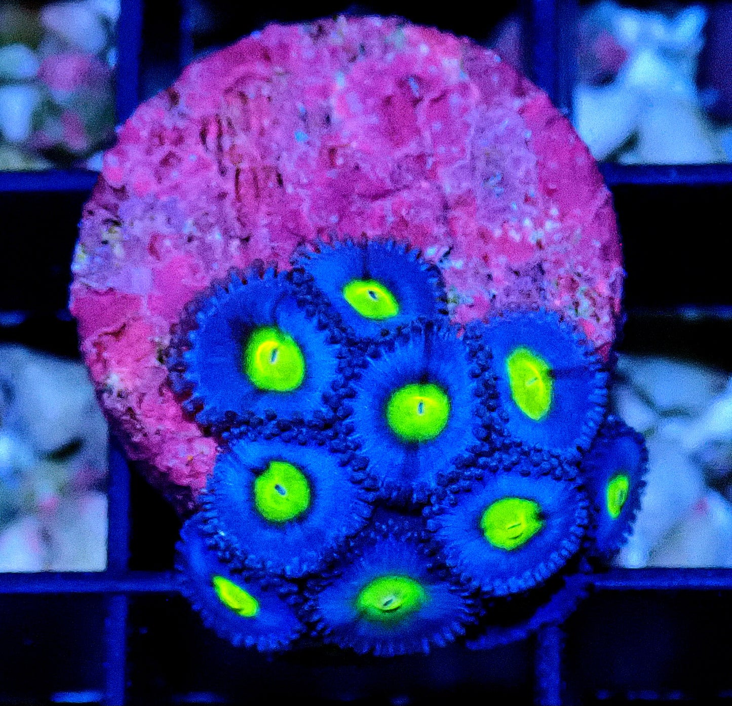AOI Zoanthid WYSIWYG
