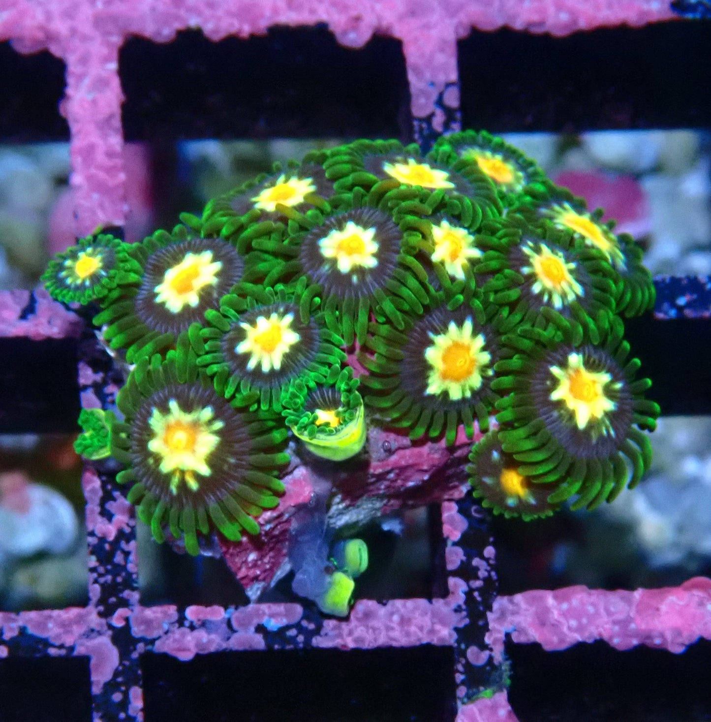 Pin wheel Zoanthid WYSIWYG