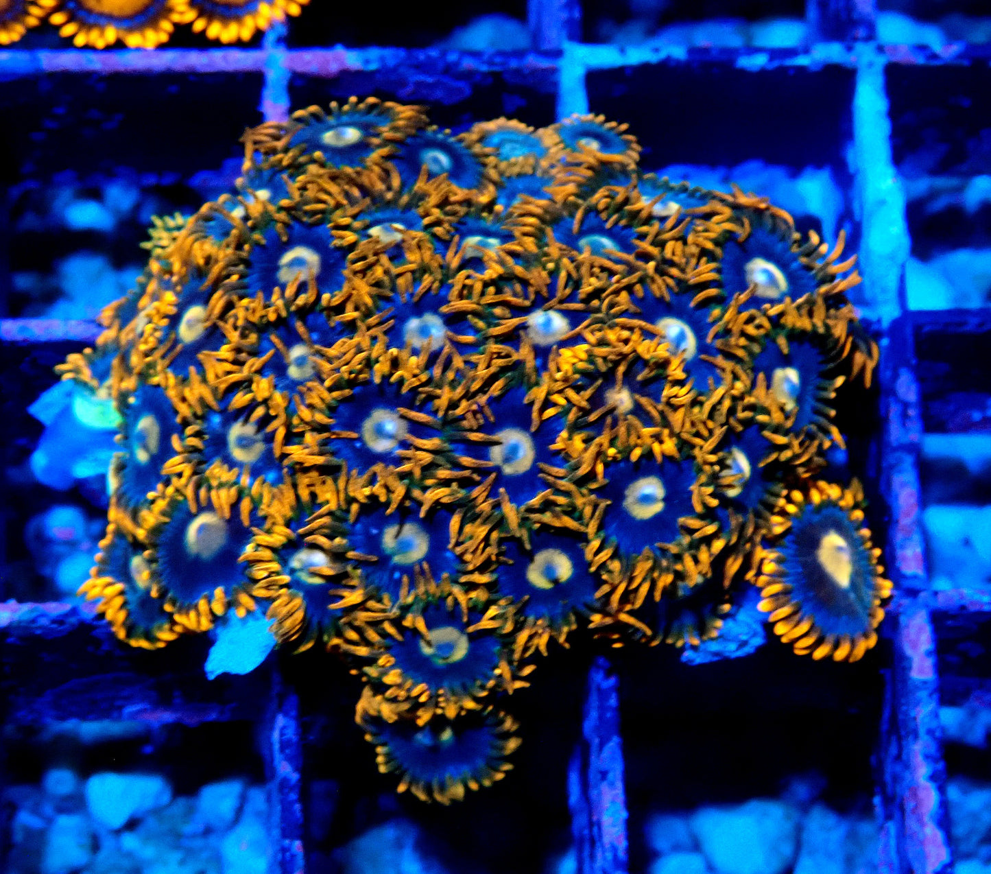 Fire and Ice Zoanthid WYSIWYG