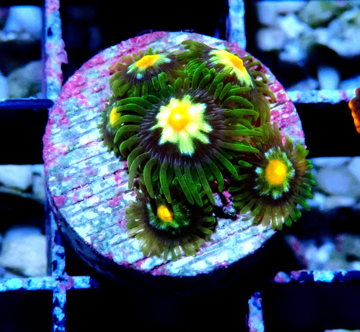 Pin wheel Zoanthid WYSIWYG