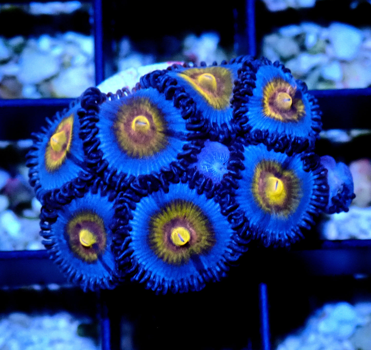 Miami Vice Zoanthid WYSIWYG