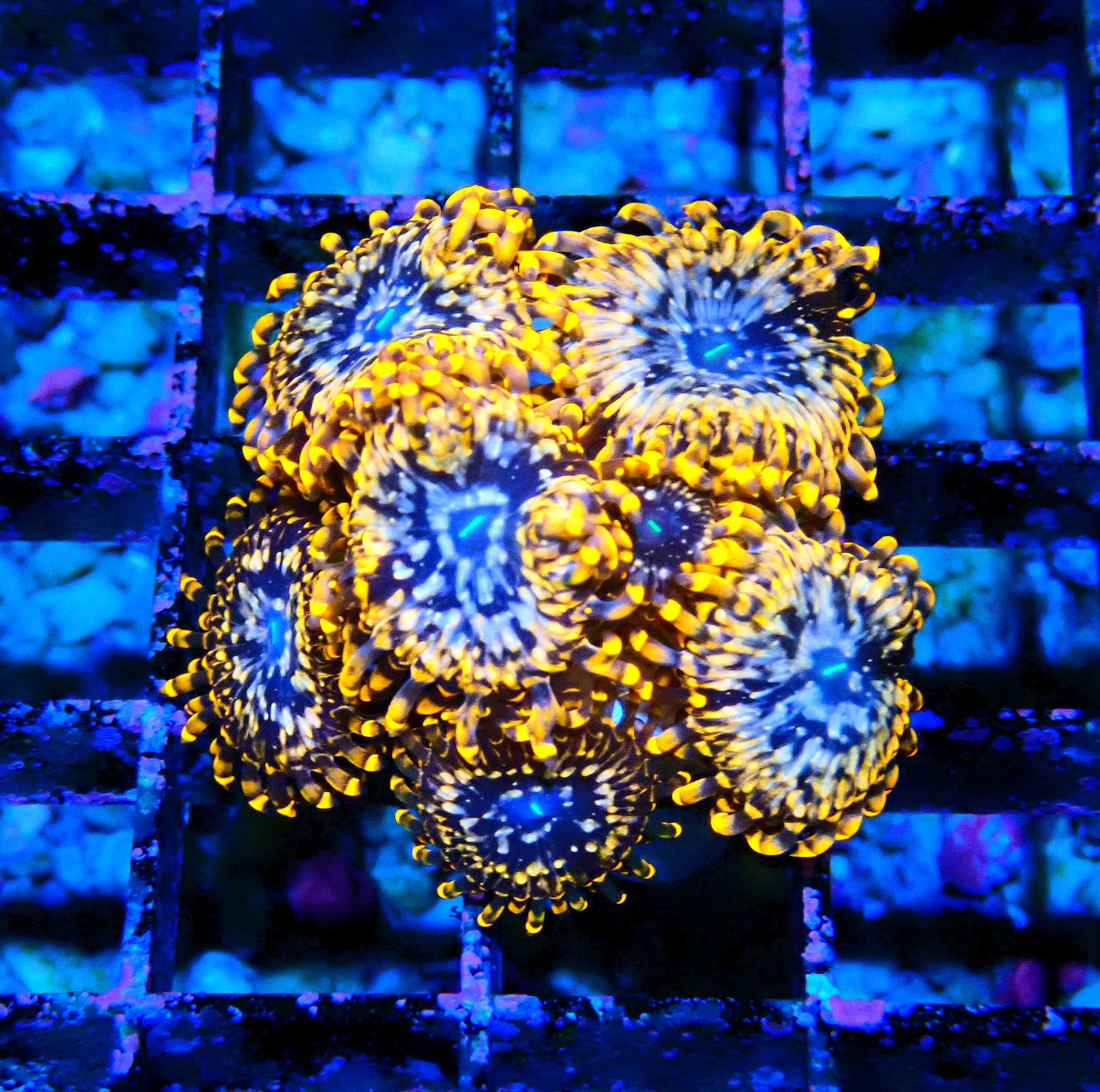 Utter Chaos Zoanthid WYSIWYG