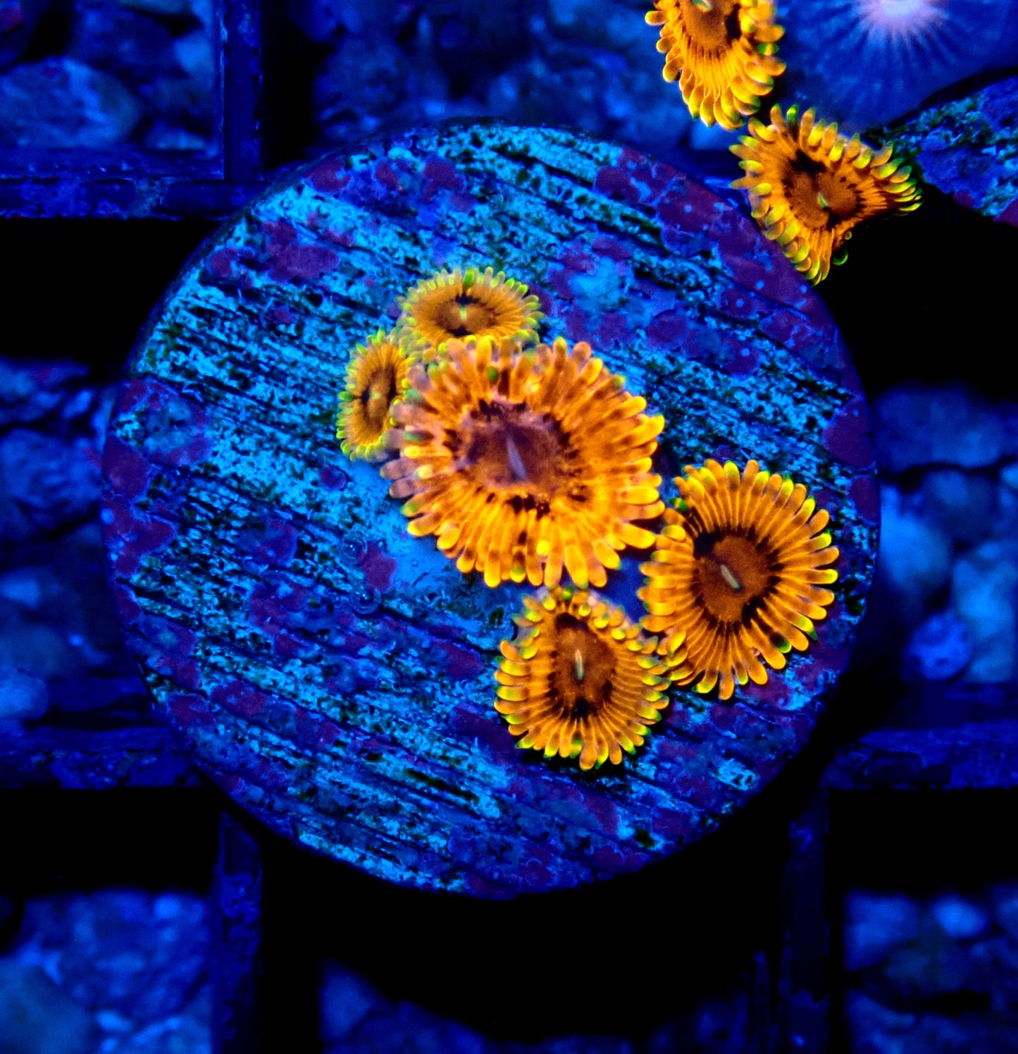 K.O. Nightmare Zoanthid WYSIWYG