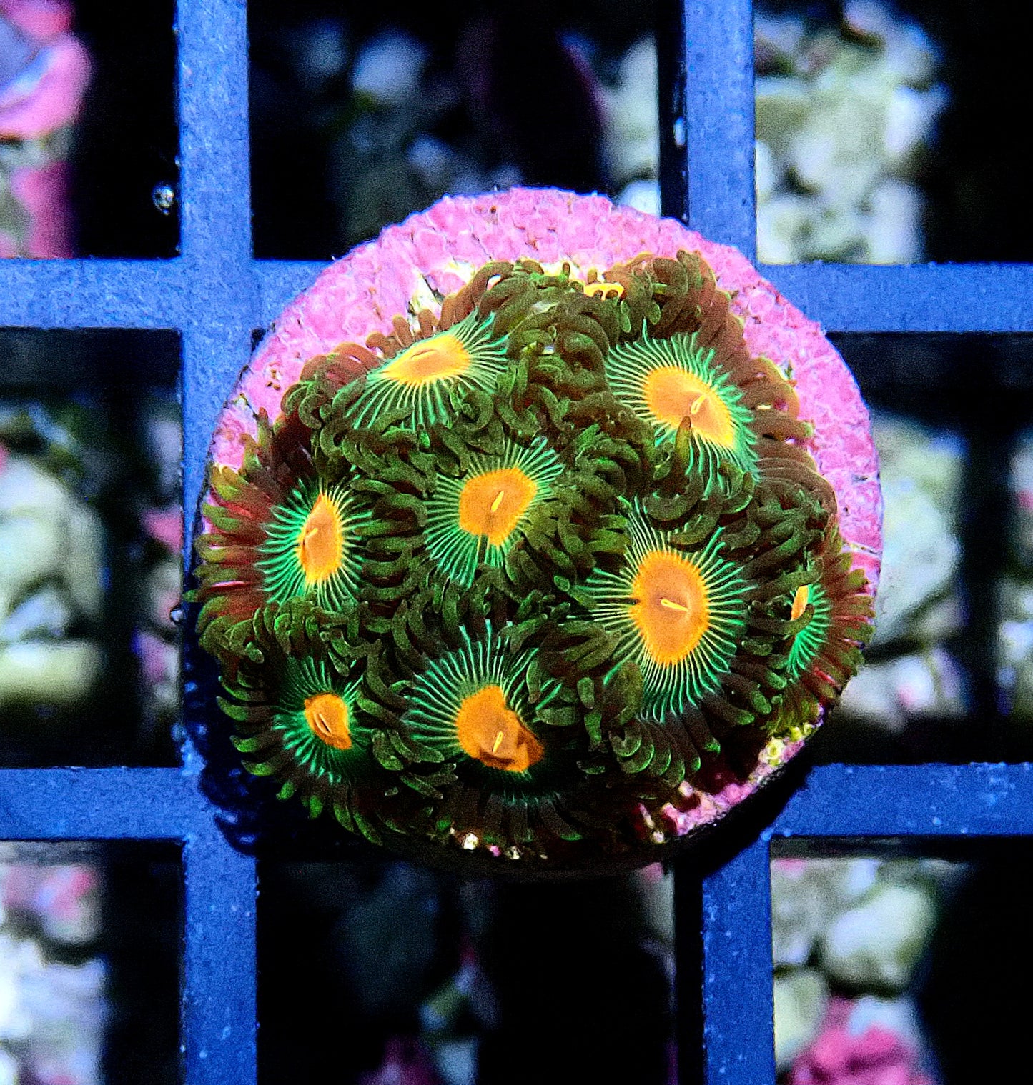 Radioactive Campfire Zoanthid WYSIWYG