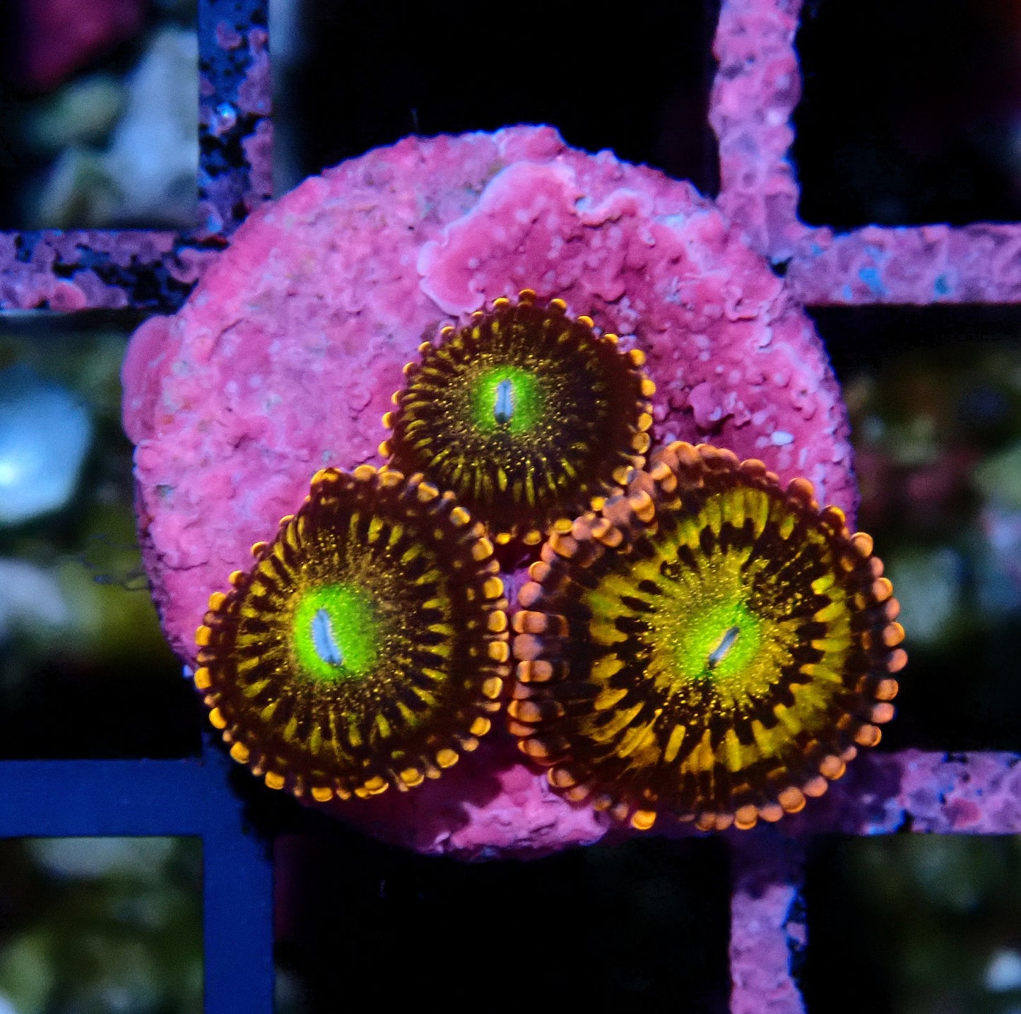 Alien Anti-Venom Zoanthid WYSIWYG