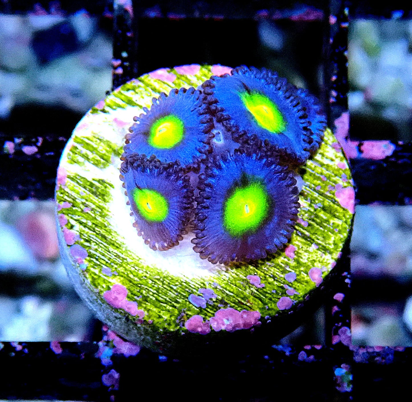 AOI Zoanthid WYSIWYG