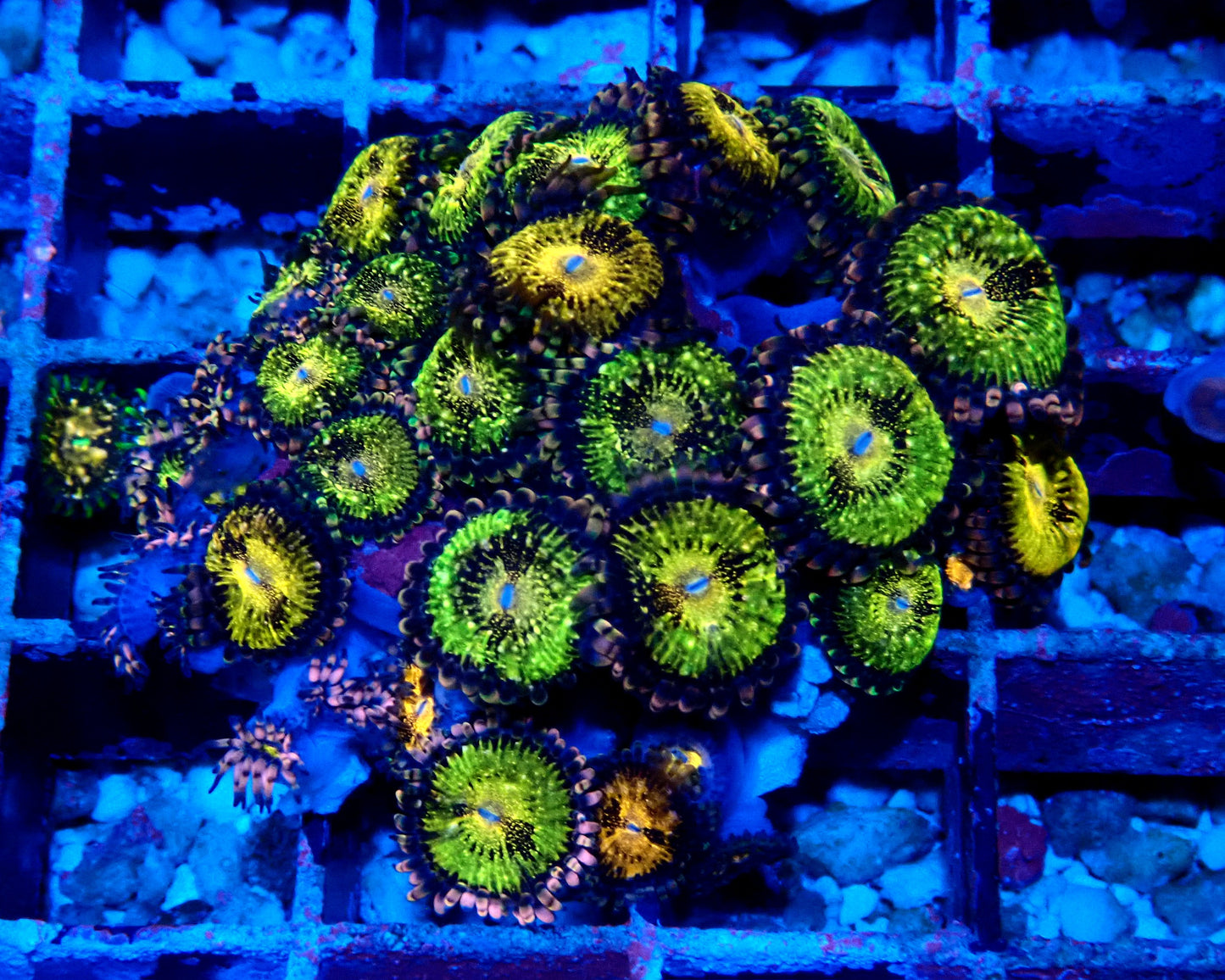 Fairy Dust Zoanthid WYSIWYG
