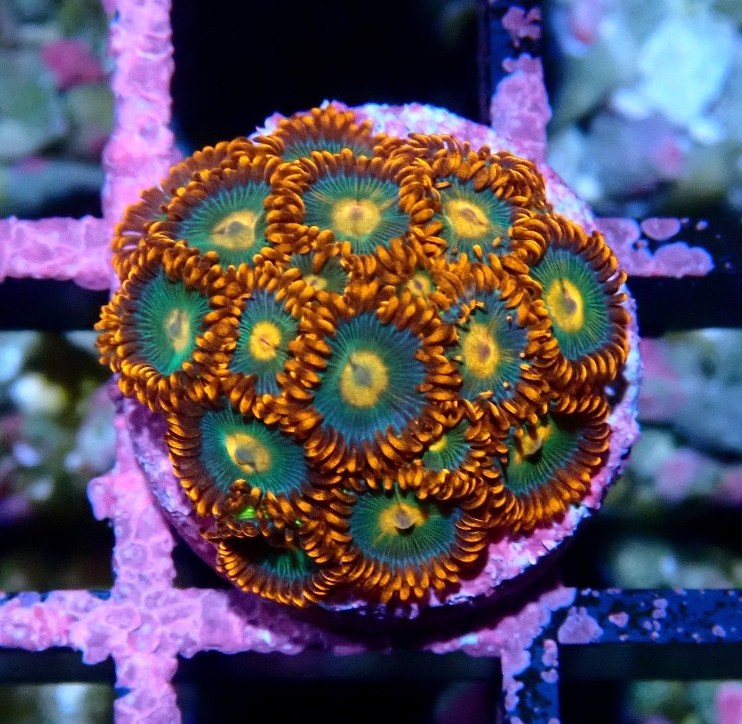 Gatorade Zoanthid WYSIWYG