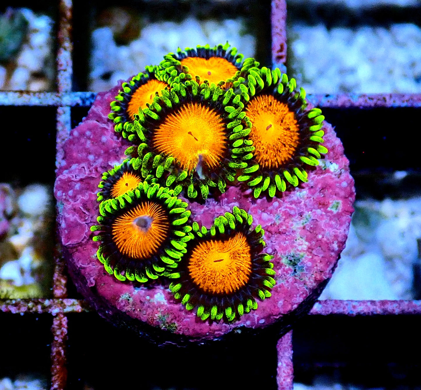 Spongebob Zoanthid WYSIWYG