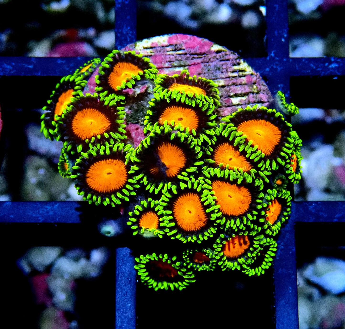 Spongebob Zoanthid WYSIWYG