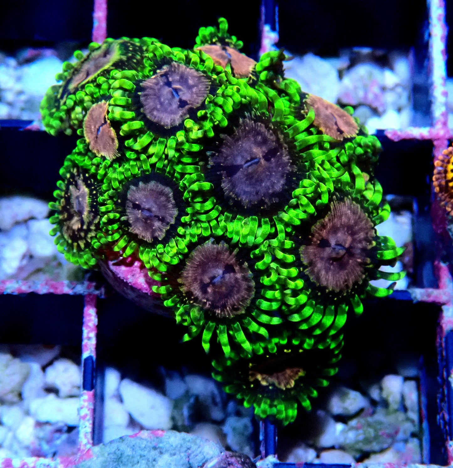 Purple Monster Zoanthid WYSIWYG