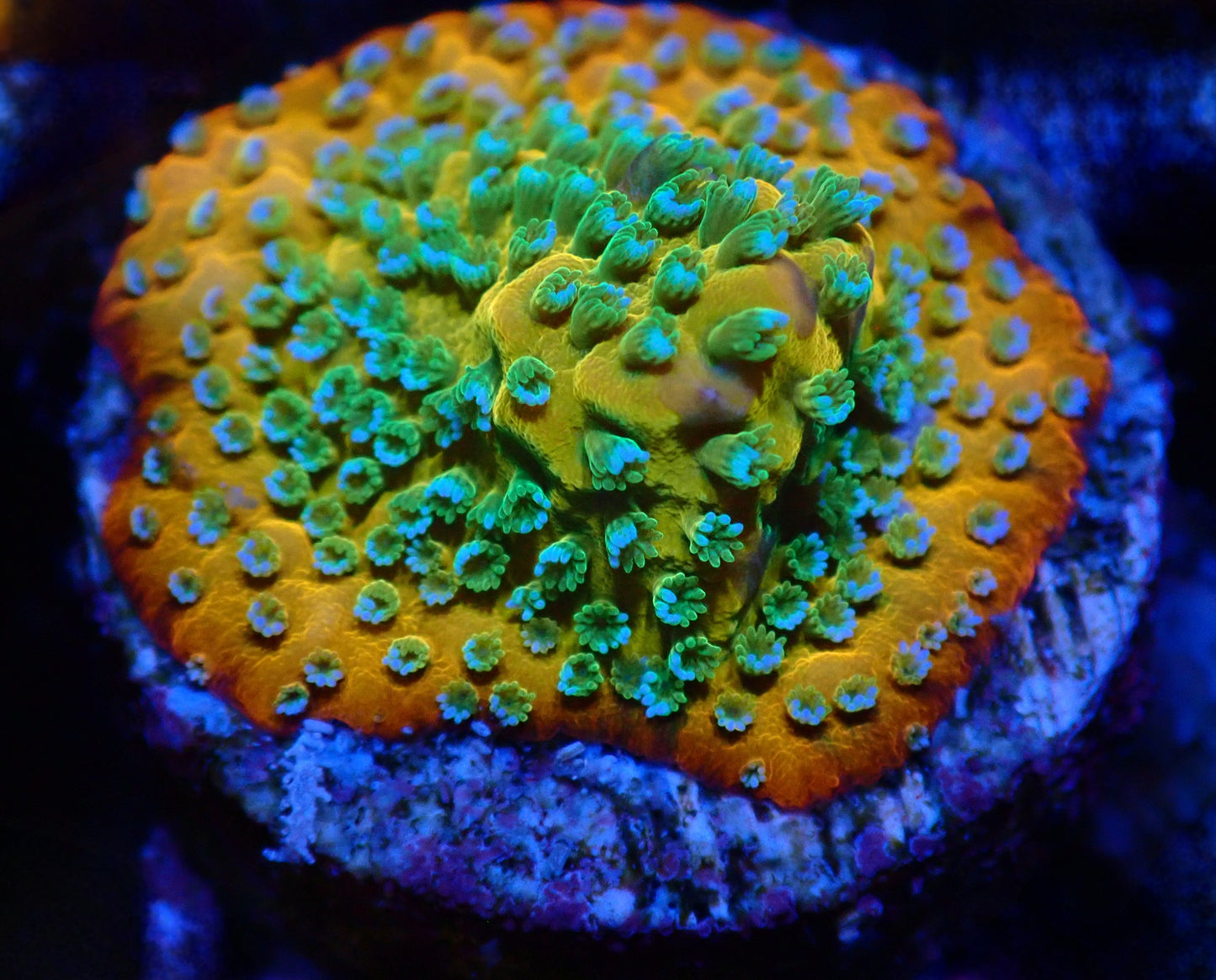 Gold Rush Montipora