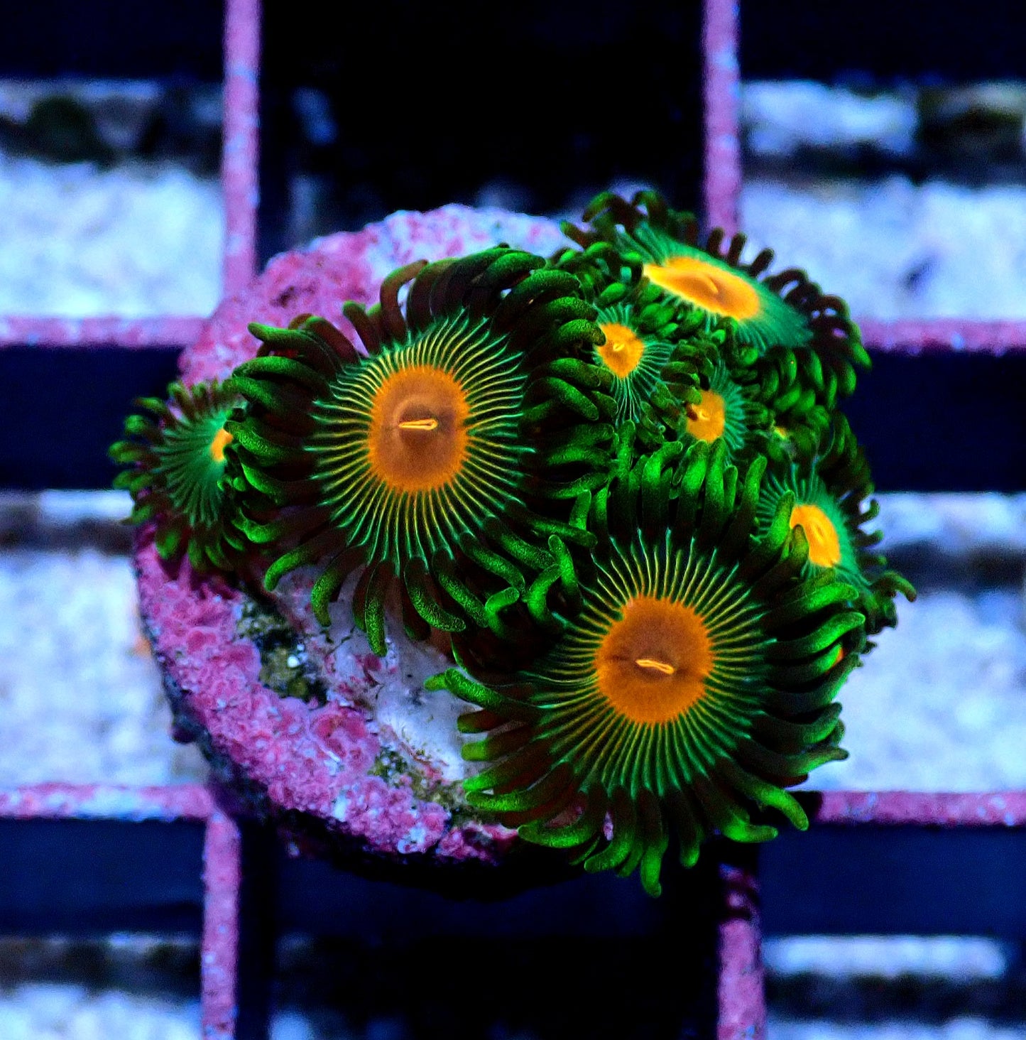 Radioactive Campfire Zoanthid WYSIWYG