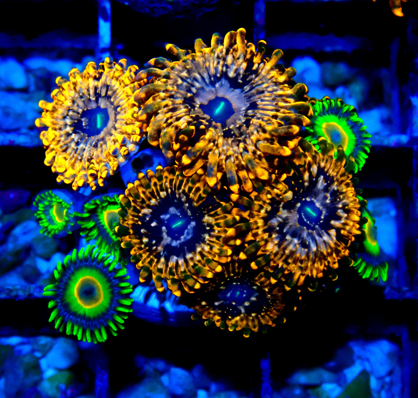 Utter Chaos/Rasta Zoanthid WYSIWYG