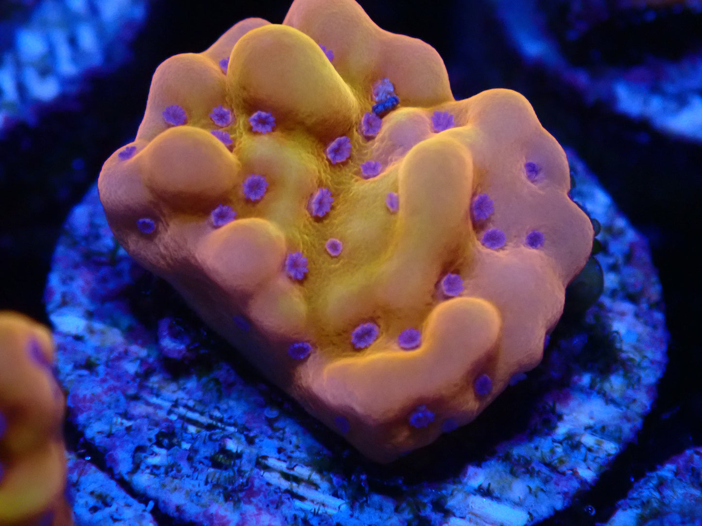 Phoenix Montipora Danae