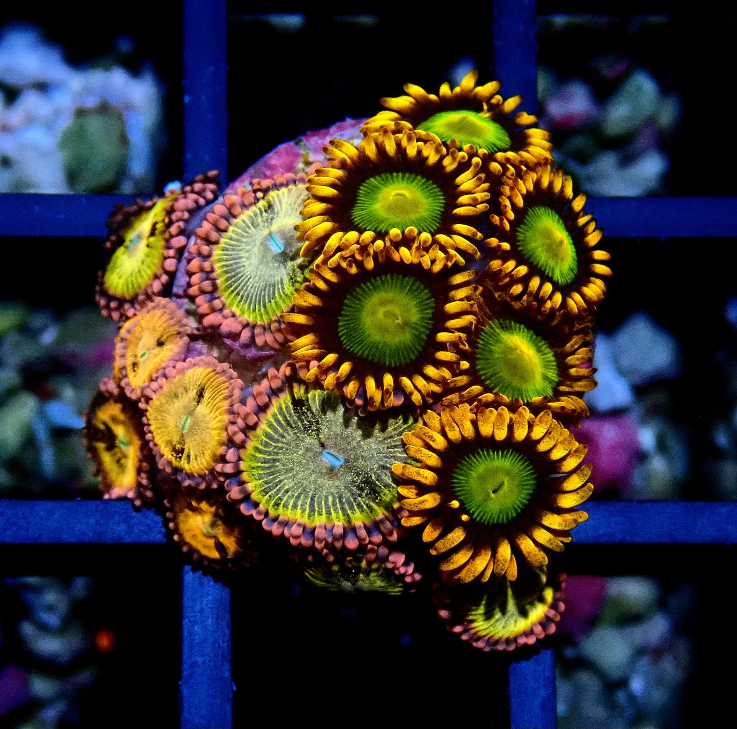Sakura Sunrise/Mandarin Orange Zoanthid WYSIWYG