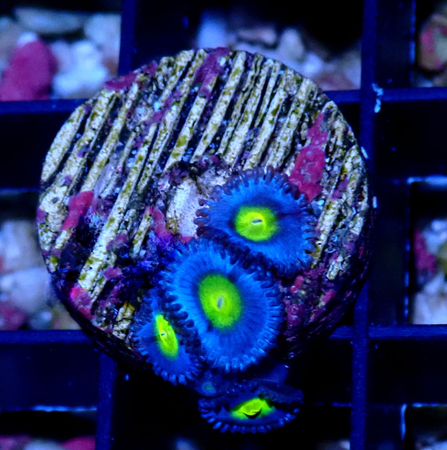 AOI Zoanthid WYSIWYG