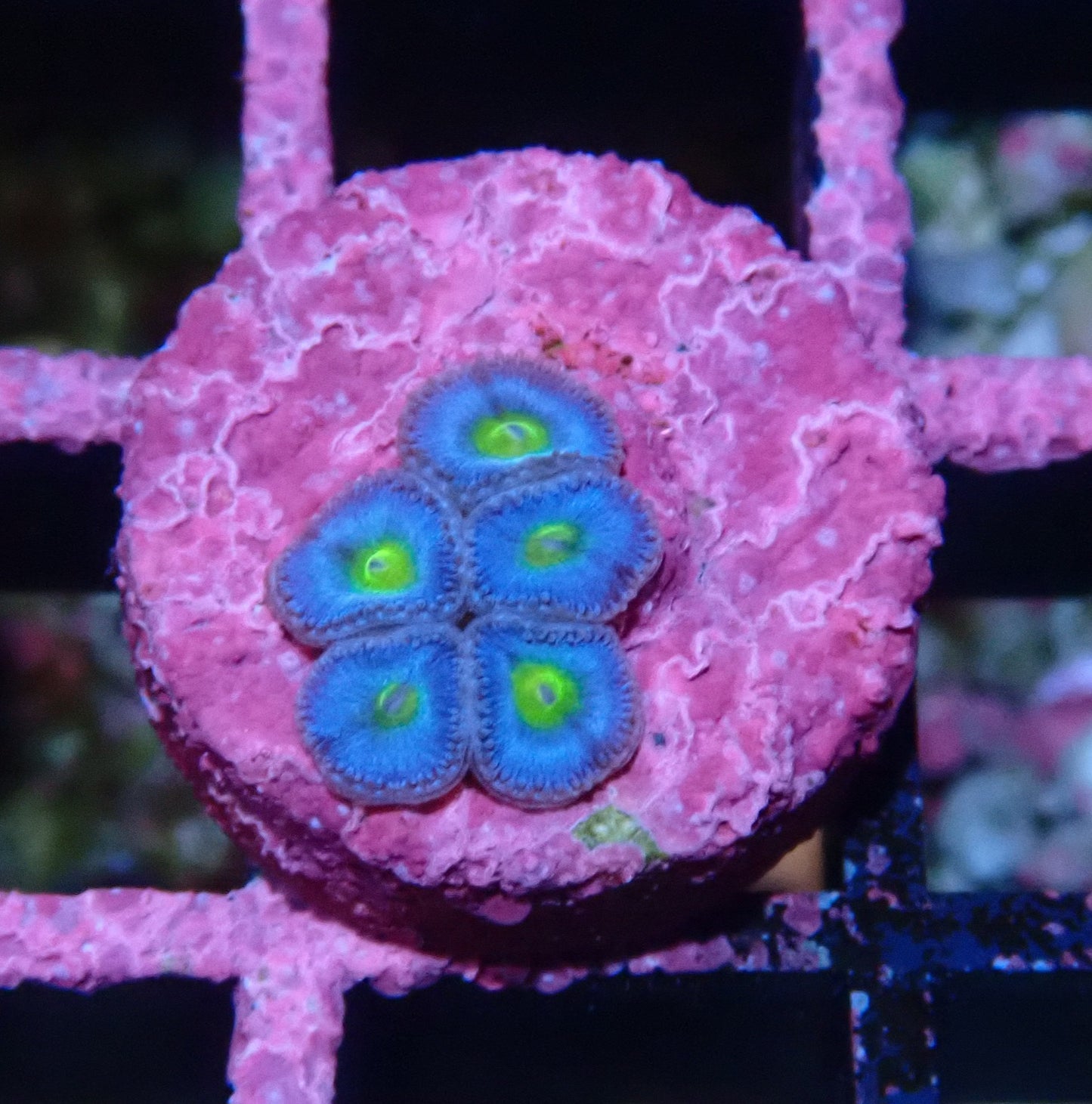 AOI Zoanthid WYSIWYG