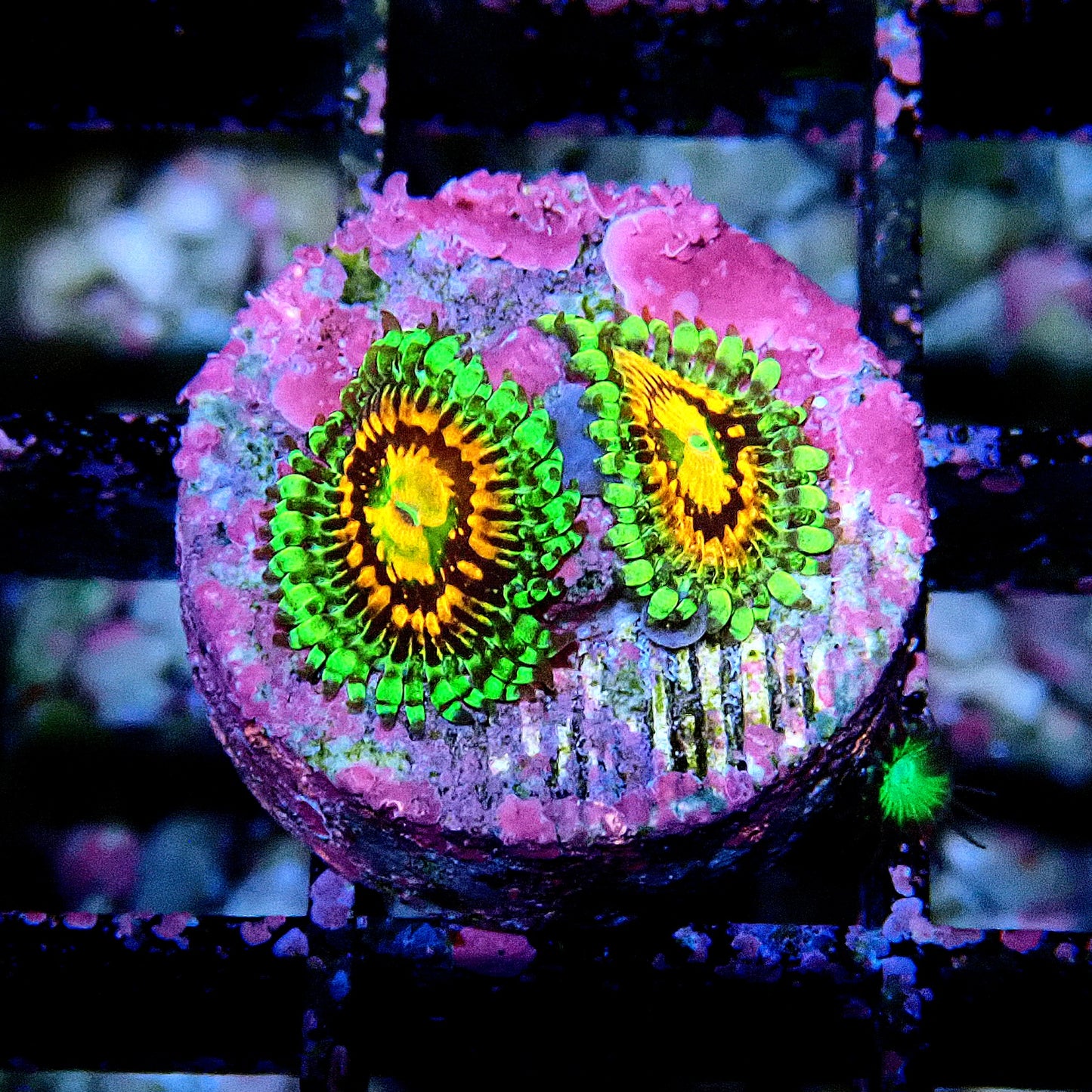 Rainbow Incinerator Zoanthid WYSIWYG
