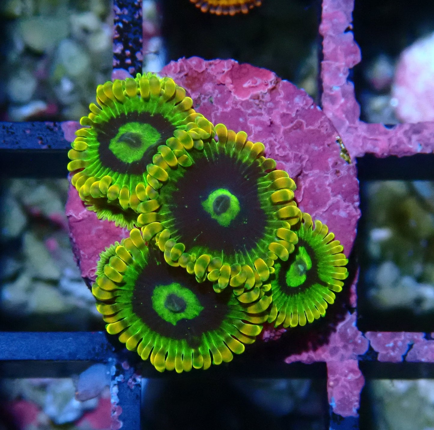 Rainbow Yoda Zoanthid WYSIWYG