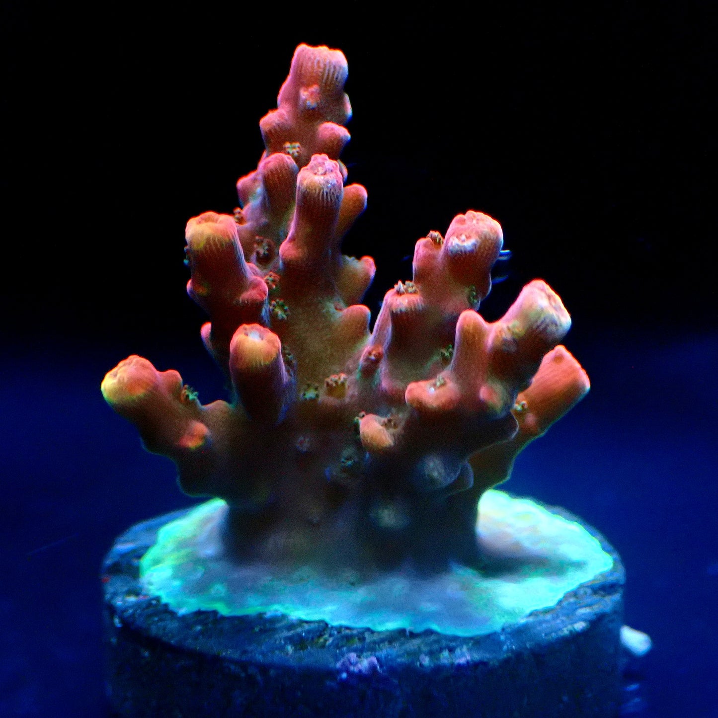 Confetti Acropora WYSIWYG