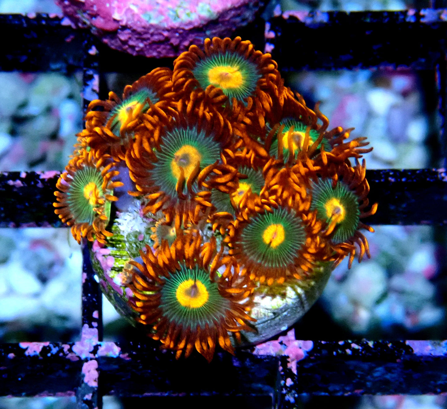 Gatorade Zoanthid WYSIWYG