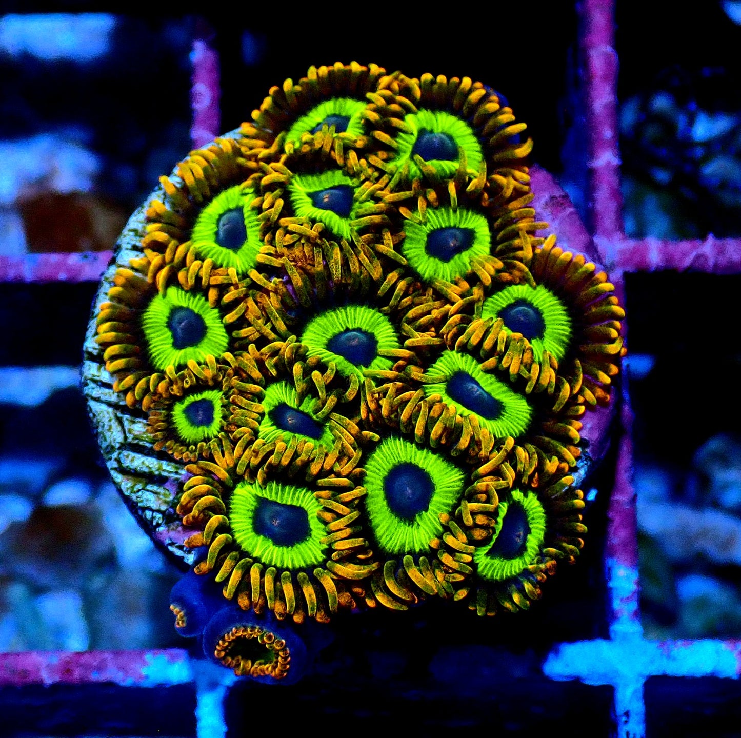 Fruit Loops Zoanthid WYSIWYG