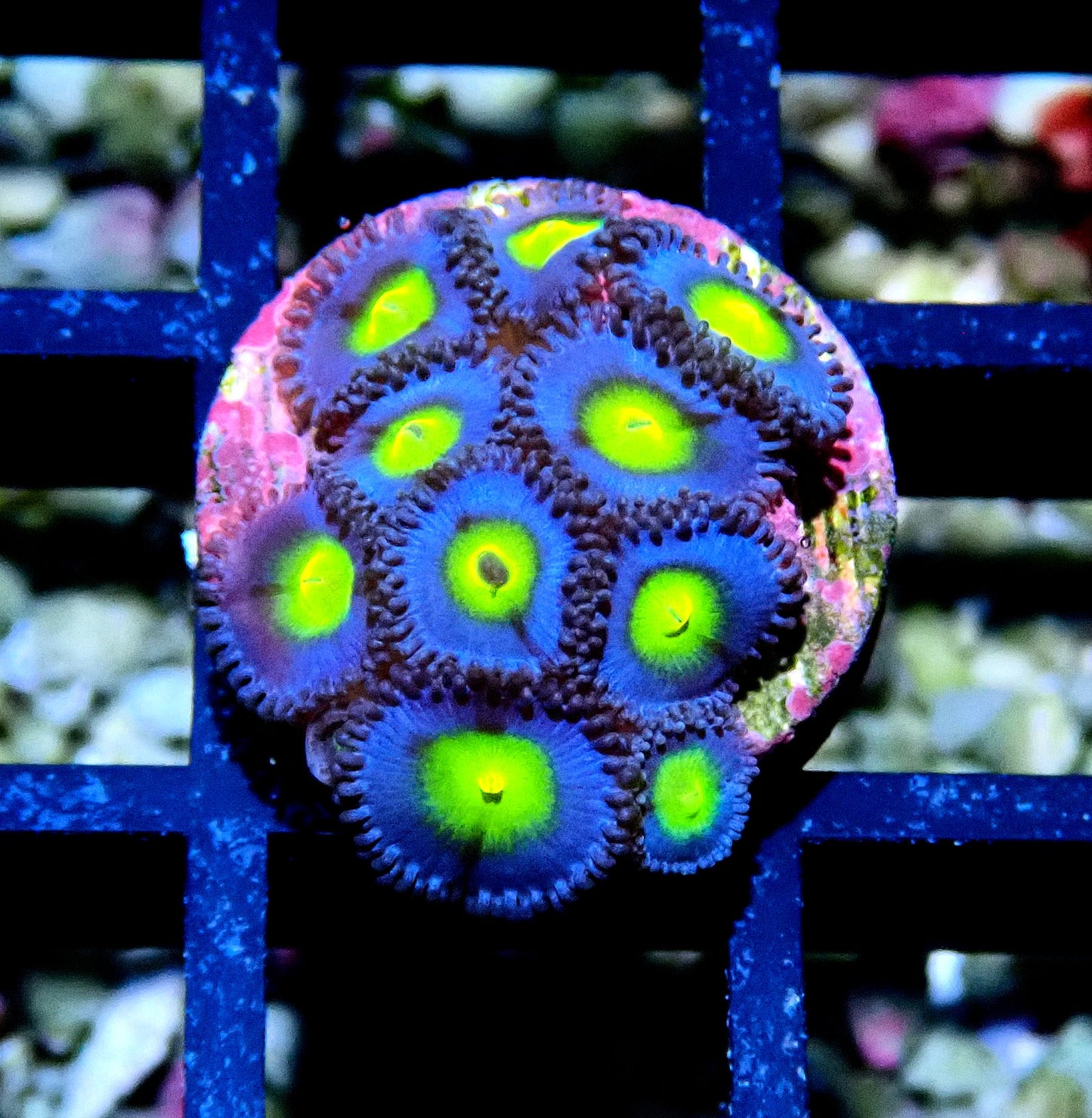 AOI Zoanthid WYSIWYG