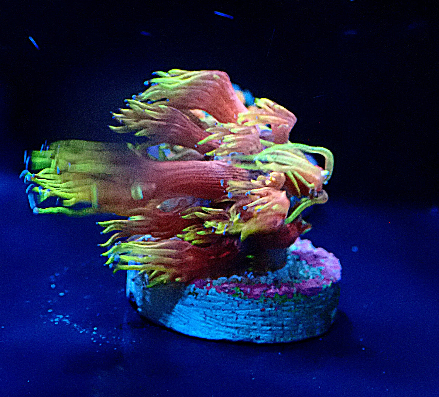 Tequila Sunrise Goniopora Small