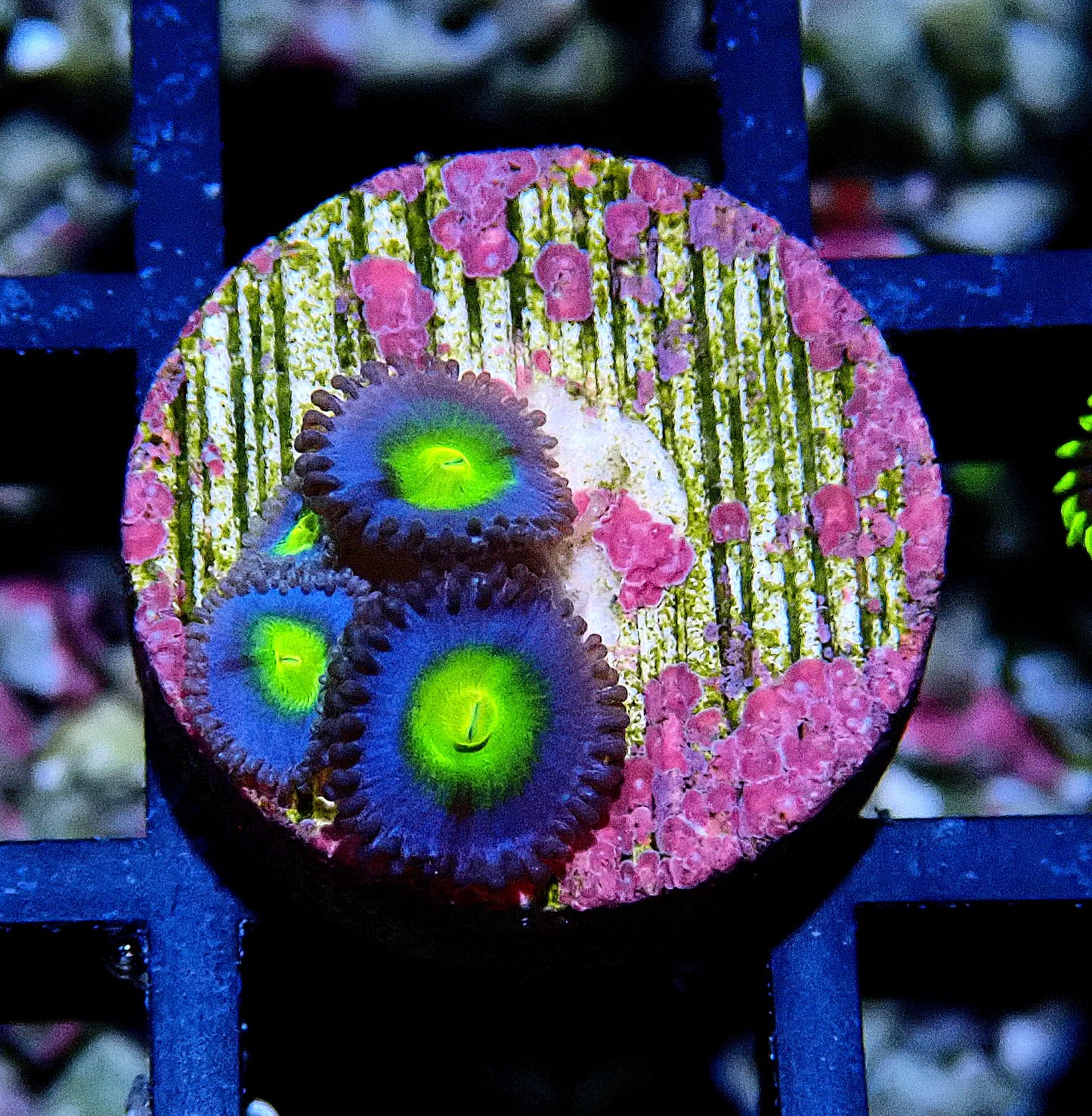 AOI Zoanthid WYSIWYG