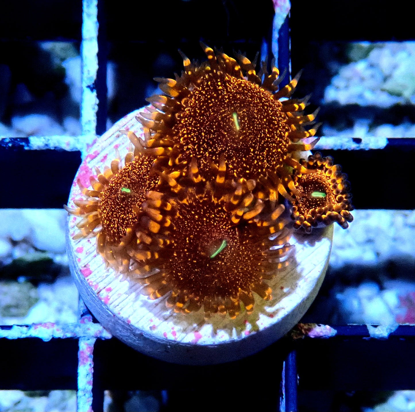 Darth Maul Zoanthid WYSIWYG