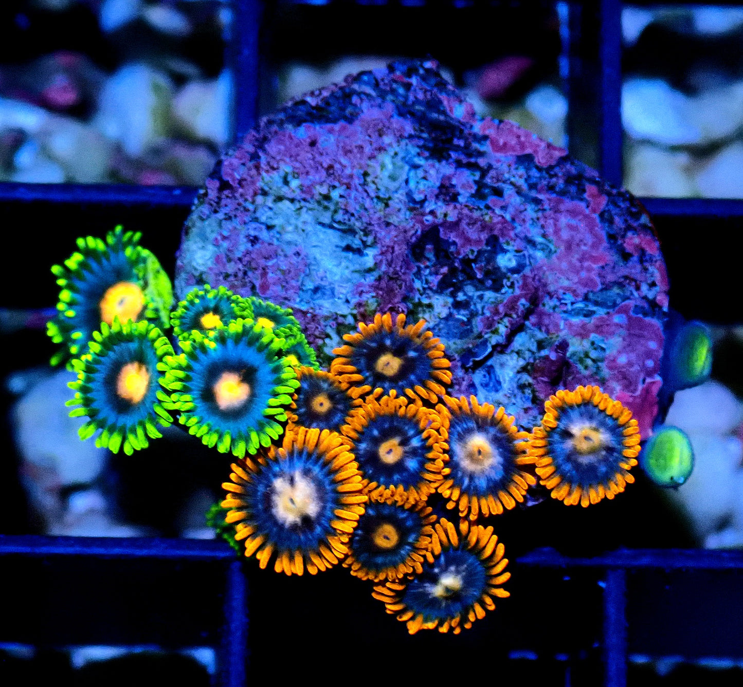 Blow pop / Fire and ice Zoanthid WYSIWYG