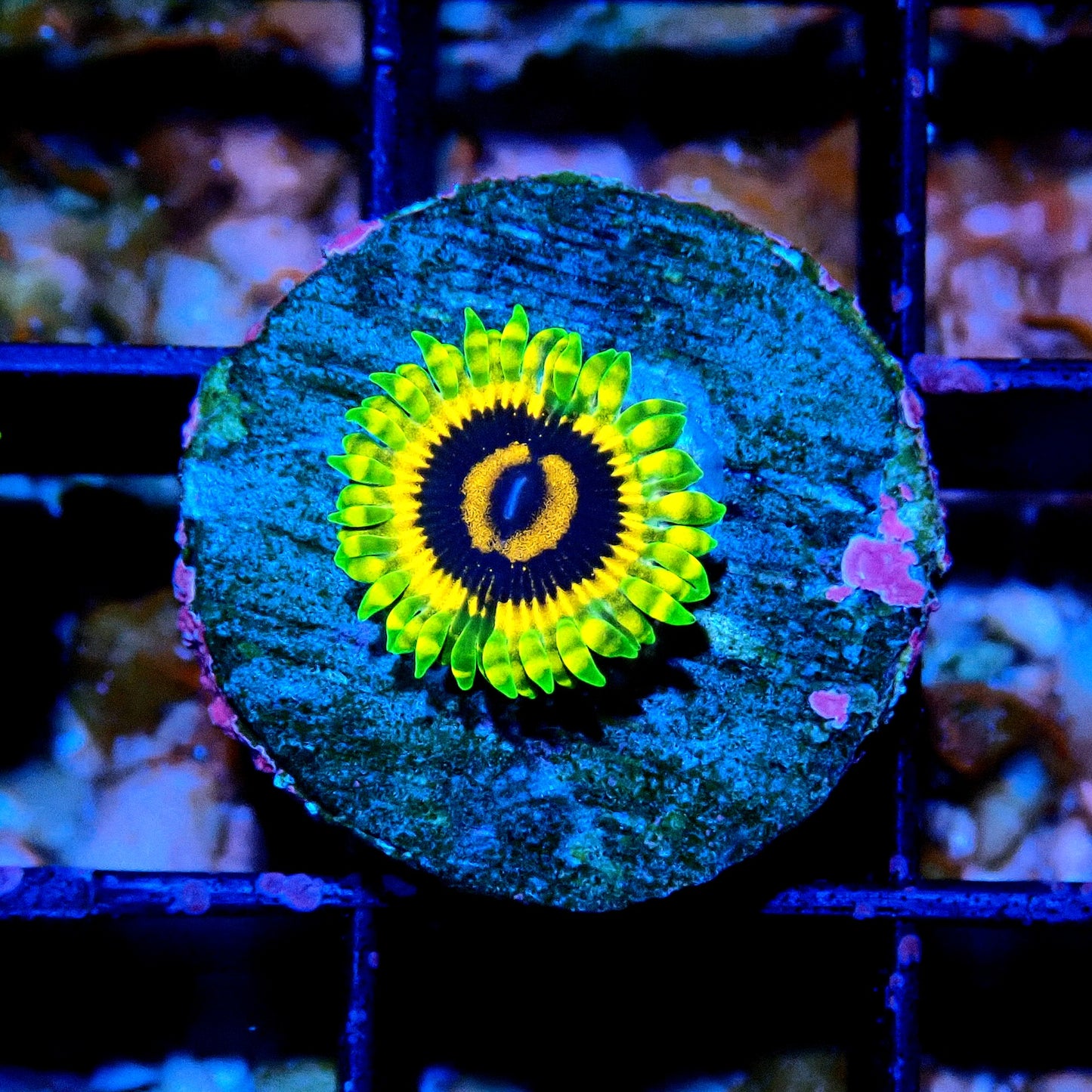 Adonis Zoanthid WYSIWYG