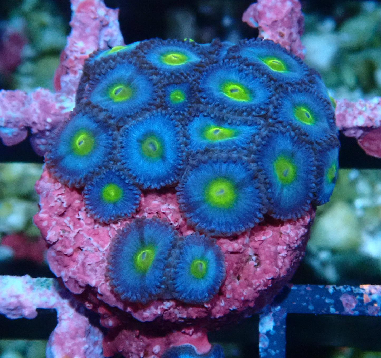 AOI Zoanthid WYSIWYG